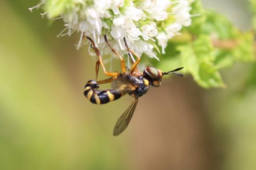 Réf. 195 373 : Conops silaceus